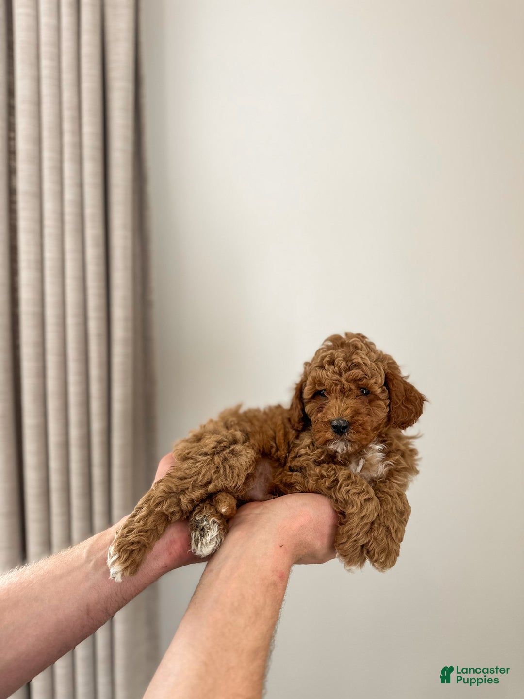 Mini Goldendoodle dogs for sale: Sailor - Ad 3