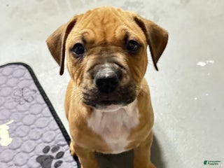 American Pit Bull Terrier dogs - Ad 37