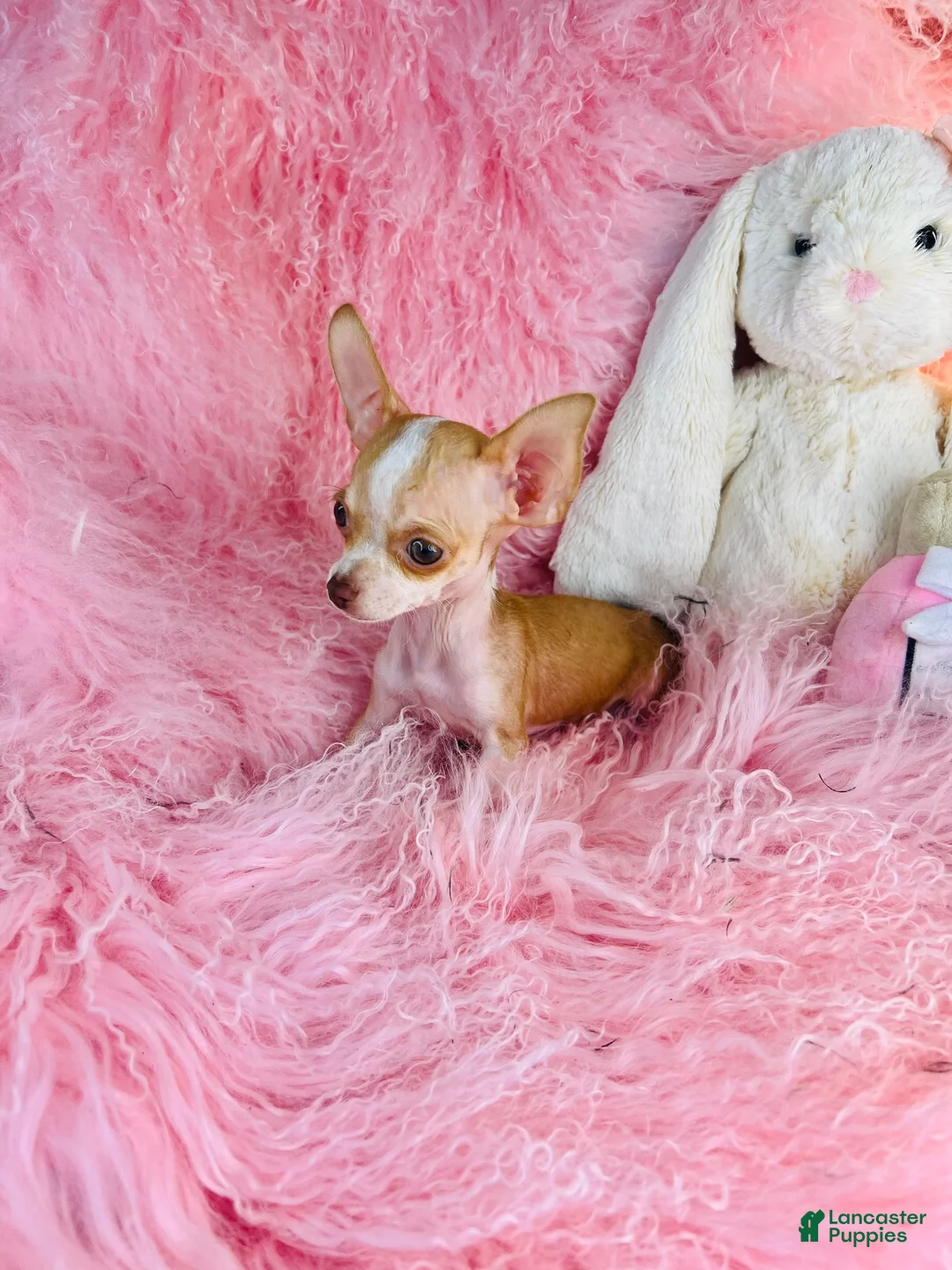 Chihuahua dogs for sale: Chihuahua 1 - Ad 1