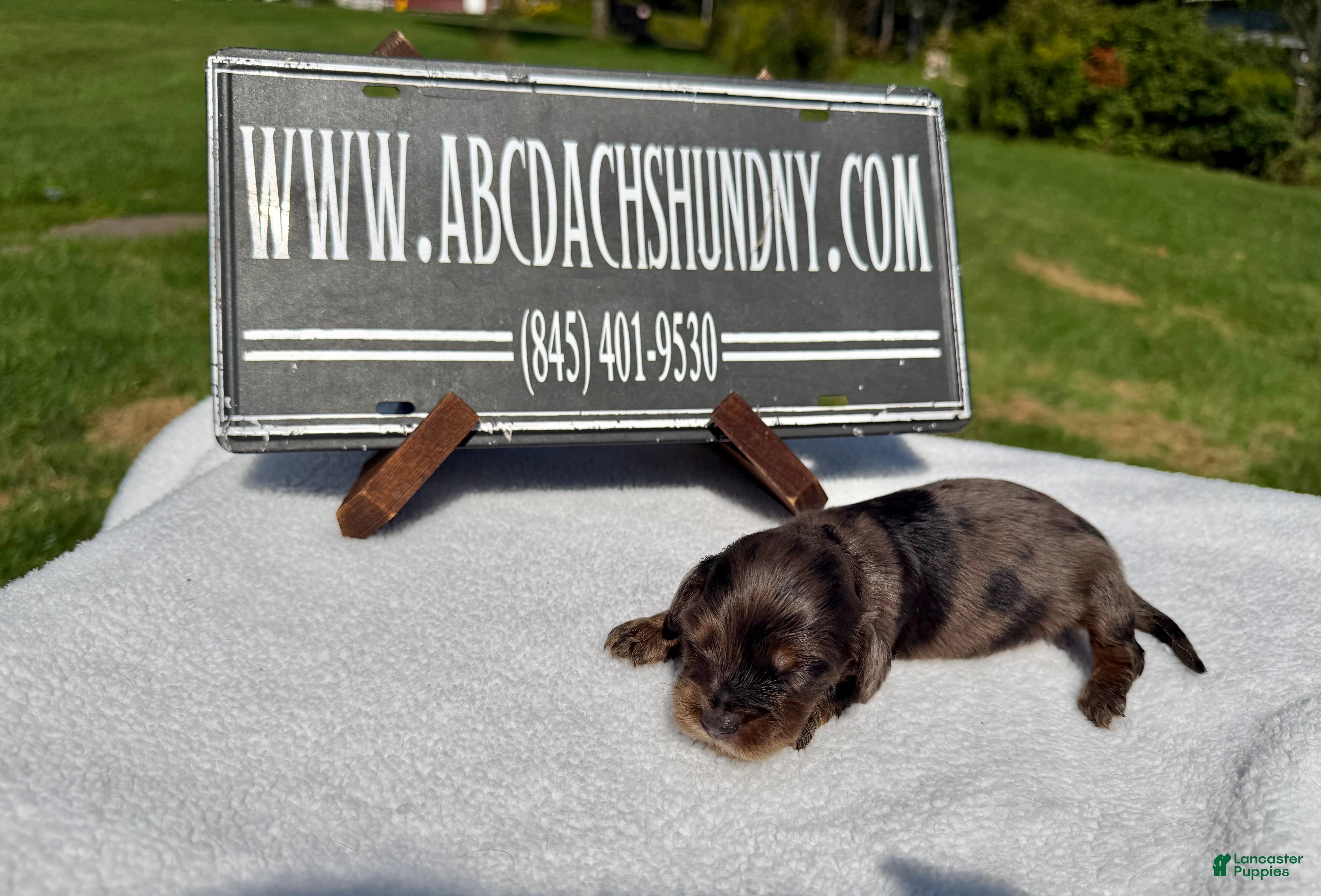 Miniature Dachshund dogs Black dapple Girl - Ad 22