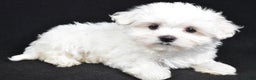 Maltese dogs for sale: Jordan - Ad 2
