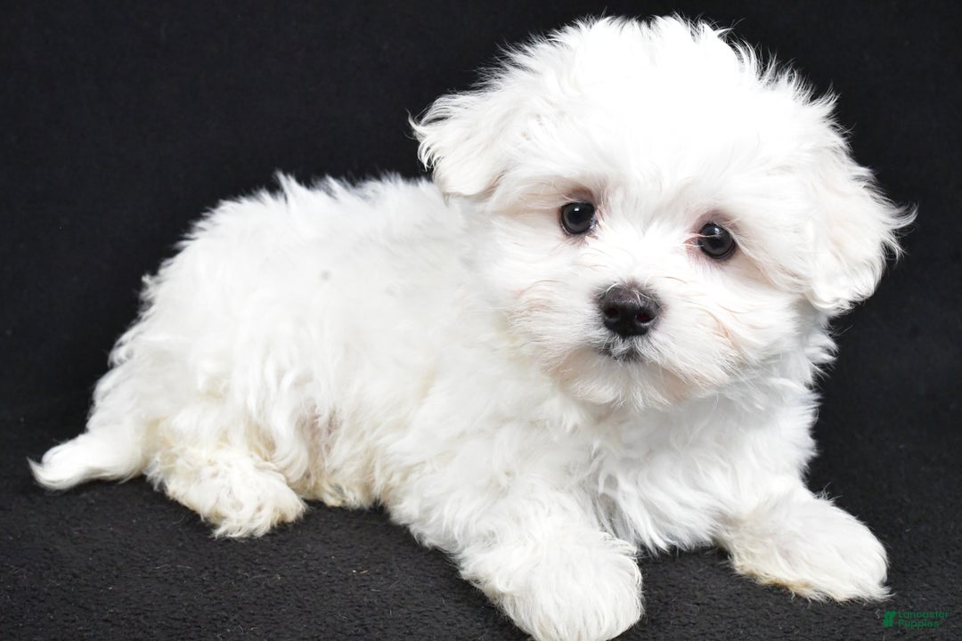 Maltese dogs for sale: Jordan - Ad 2