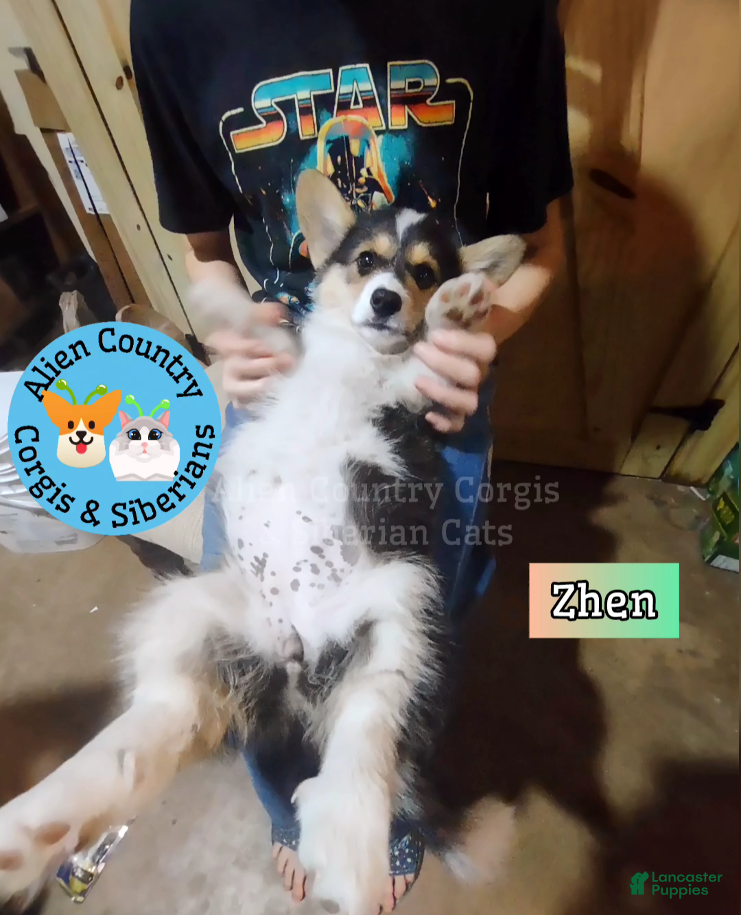 Welsh Corgi Pembroke dogs Welsh Corgi Pembroke Puppy 5 - Ad 4