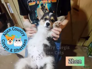 Welsh Corgi Pembroke dogs Welsh Corgi Pembroke Puppy 5 - Ad 4