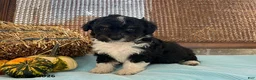 Mini Aussiedoodle dogs for sale: Denver - Ad 2