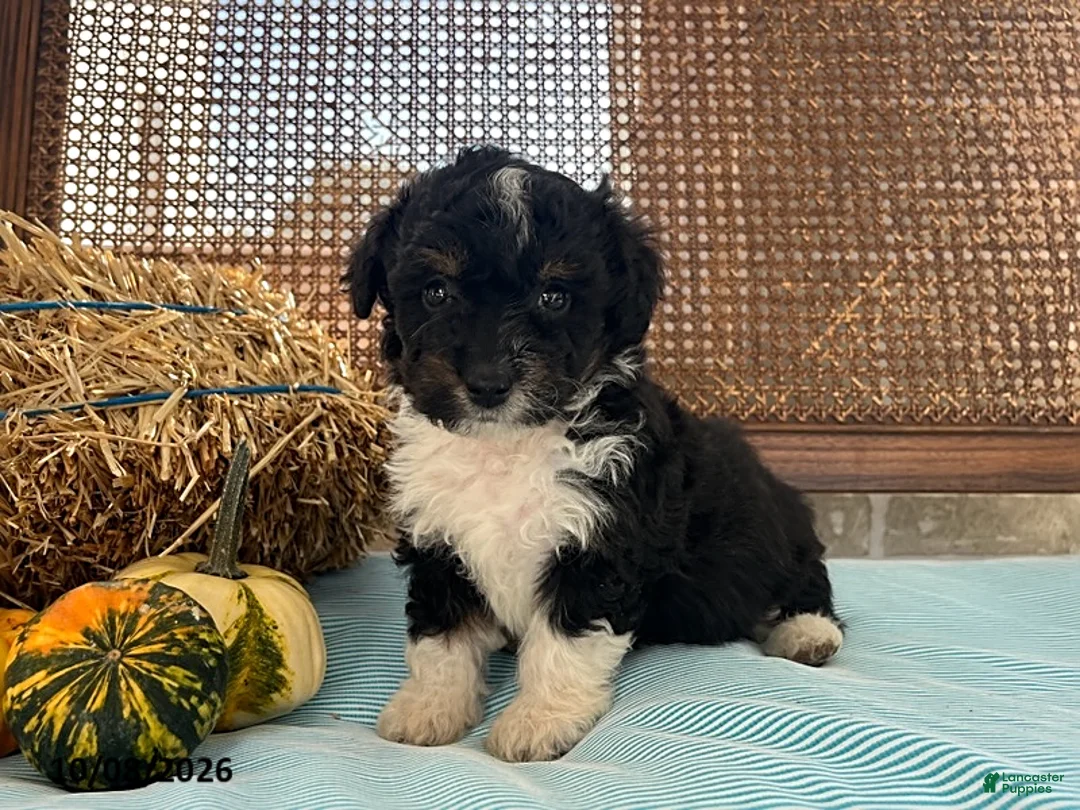 Mini Aussiedoodle dogs for sale: Denver - Ad 2