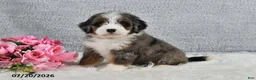 Mini Bernedoodle dogs for sale: Kiana - Ad 1