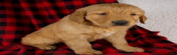 Golden Retriever dogs for sale: Titan - Ad 5