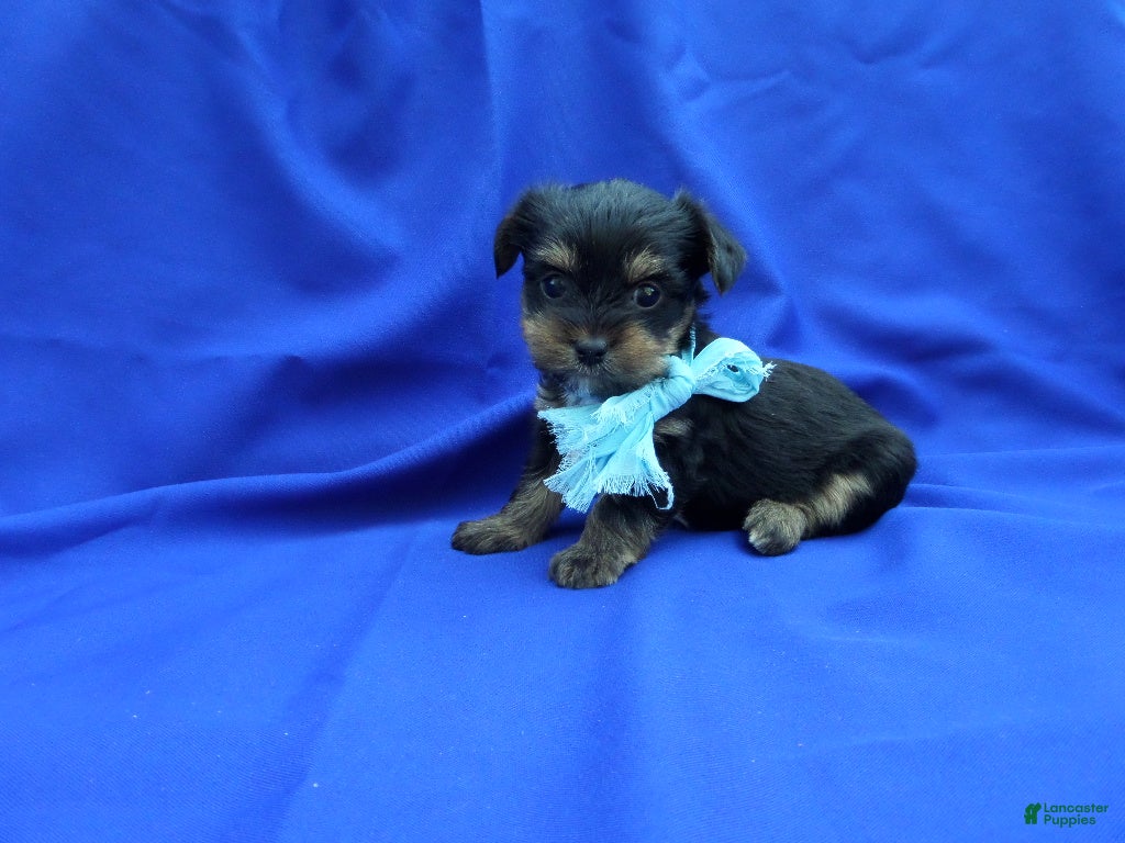 Yorkshire Terrier dogs Colby - Ad 9
