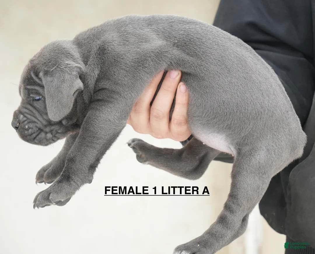 Cane Corso dogs for sale: Female 1 Litter A - Ad 2