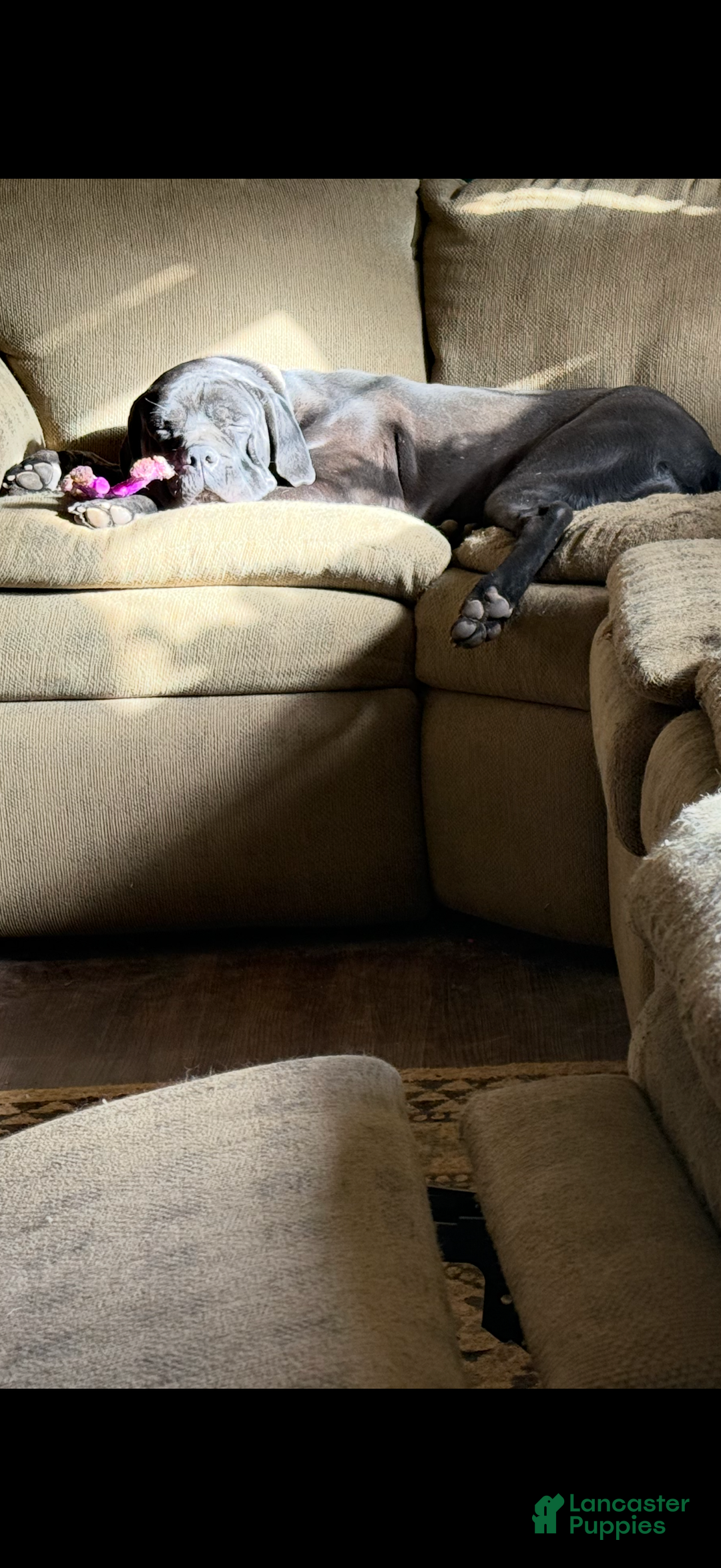 Cane Corso dogs for sale: Cane Corso Puppy 2 Peggy Sue  - Ad 2