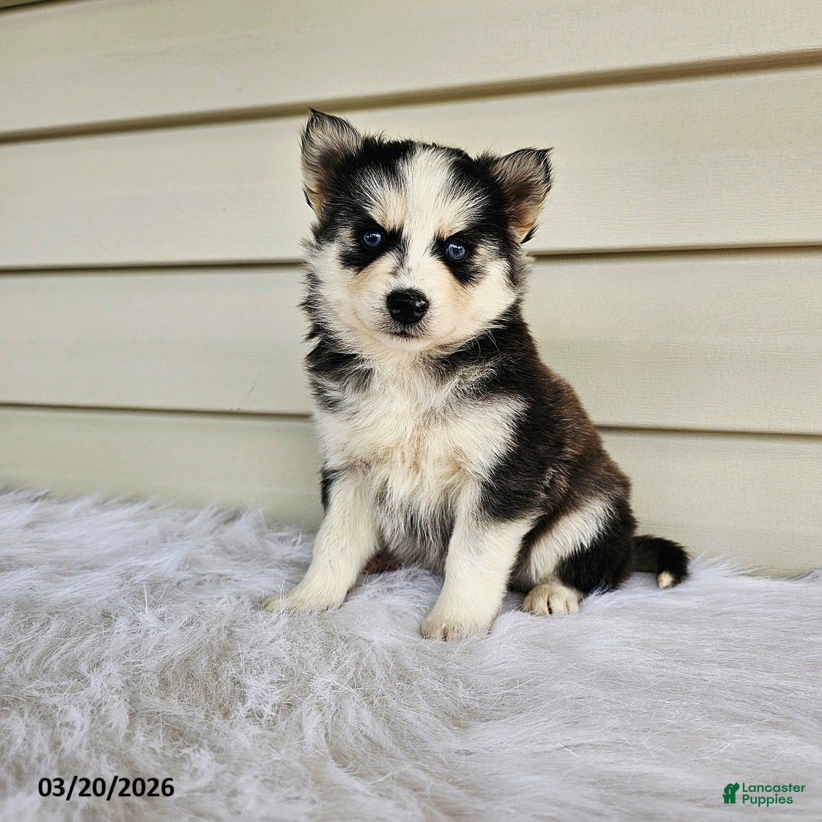 Pomsky dogs Lisa - Ad 1