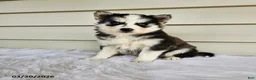 Pomsky dogs for sale: Lisa - Ad 1