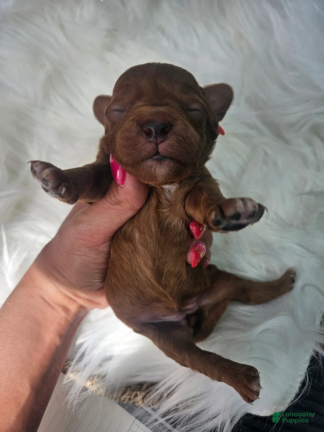 Cavapoo dogs for sale: Sadie - Ad 1