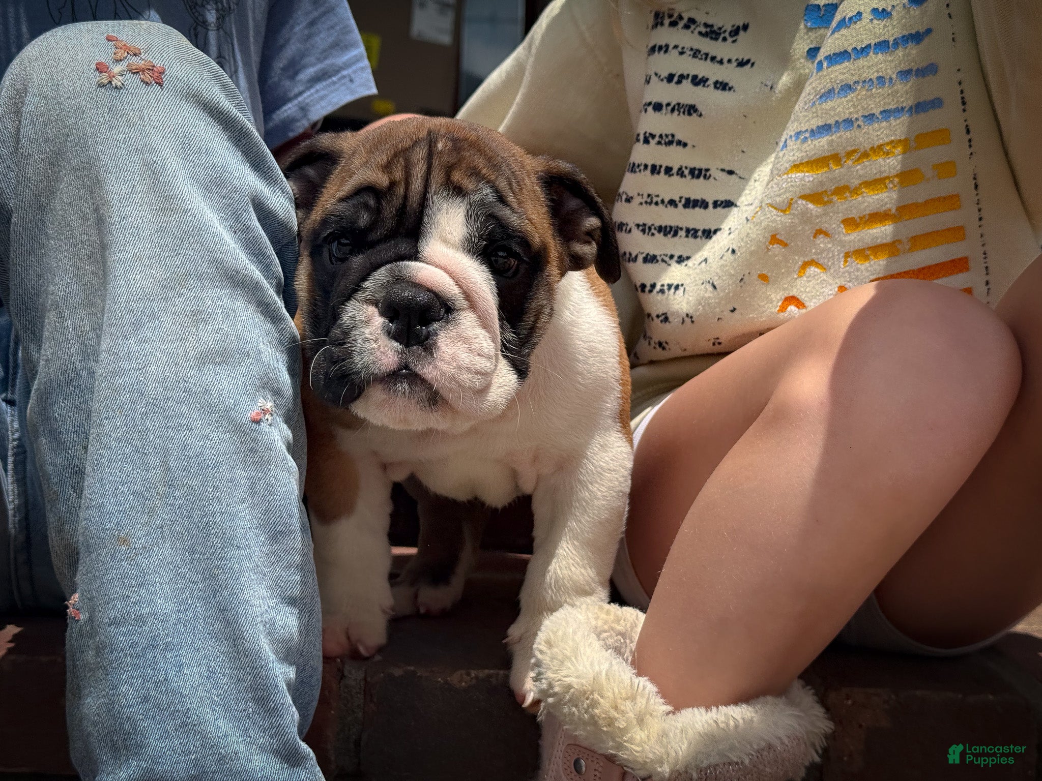 English Bulldog dogs Otis - Ad 1