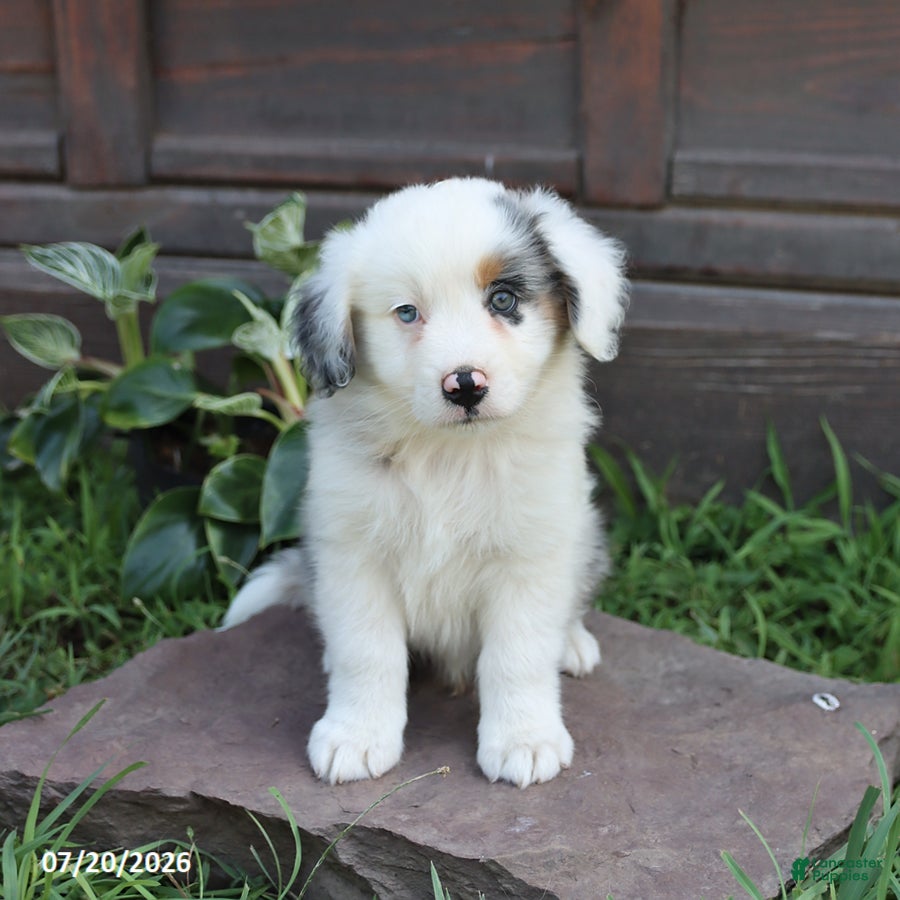 Australian Shepherd dogs Milo - Ad 1
