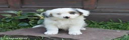 Australian Shepherd dogs for sale: Milo - Ad 5