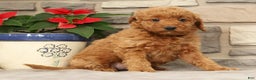 Mini Goldendoodle dogs for sale: Eden - Ad 2