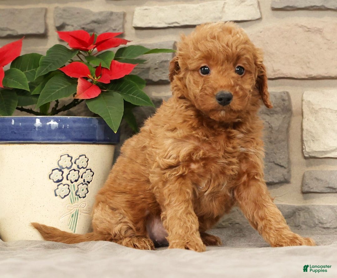 Mini Goldendoodle dogs for sale: Eden - Ad 2