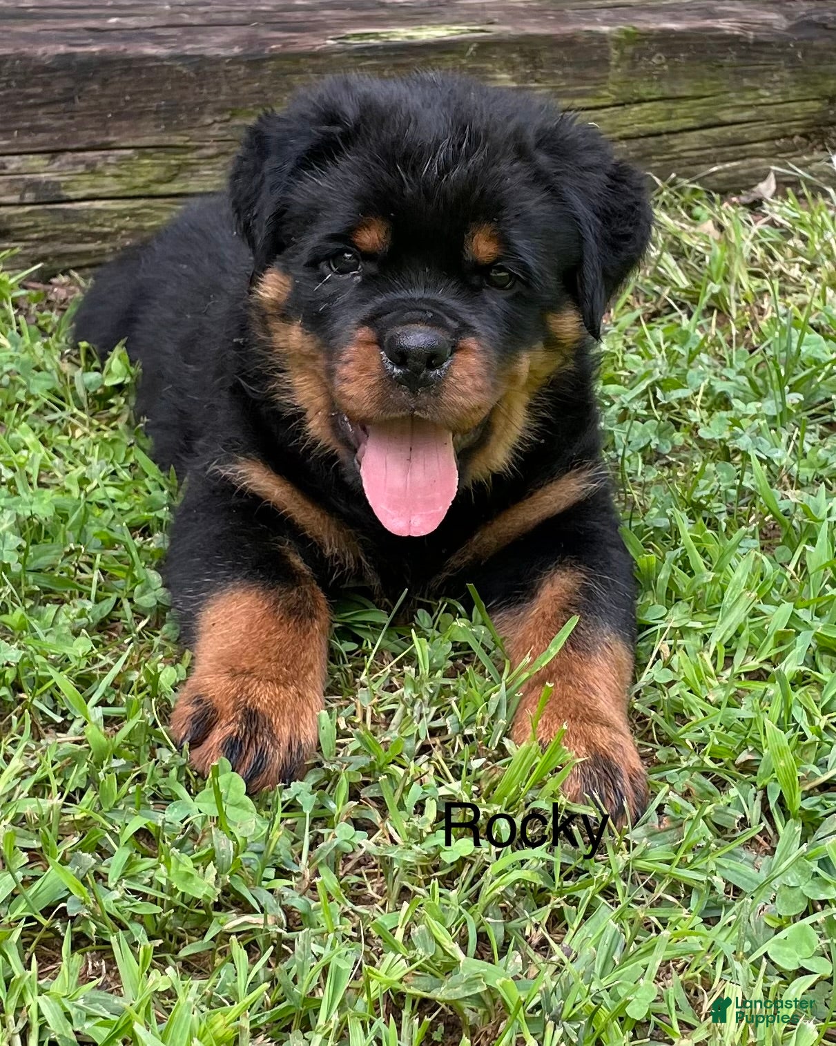 Rottweiler dogs Rocky - Ad 1