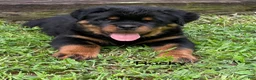 Rottweiler dogs for sale: Rocky - Ad 1