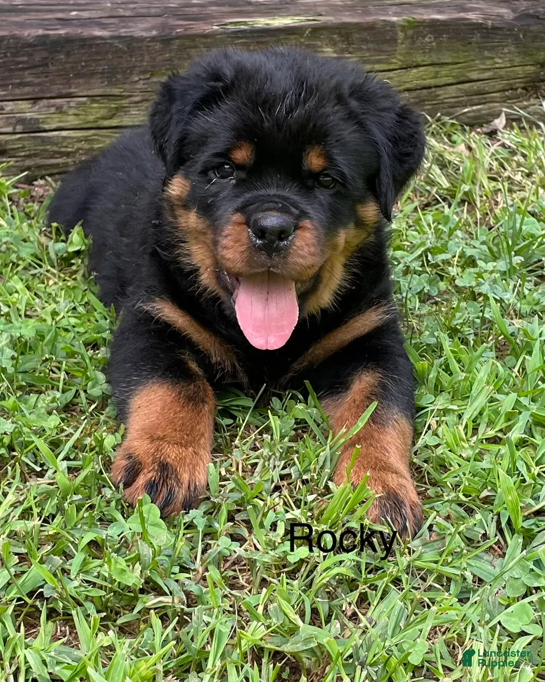 Rottweiler dogs for sale: Rocky - Ad 1