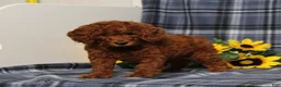 Miniature Poodle dogs for sale: Delaney - Ad 3