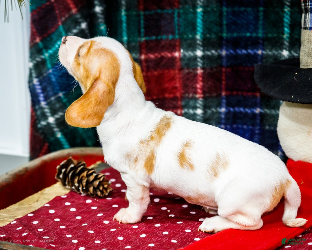 Miniature Dachshund dogs for sale: Sadie - Ad 9