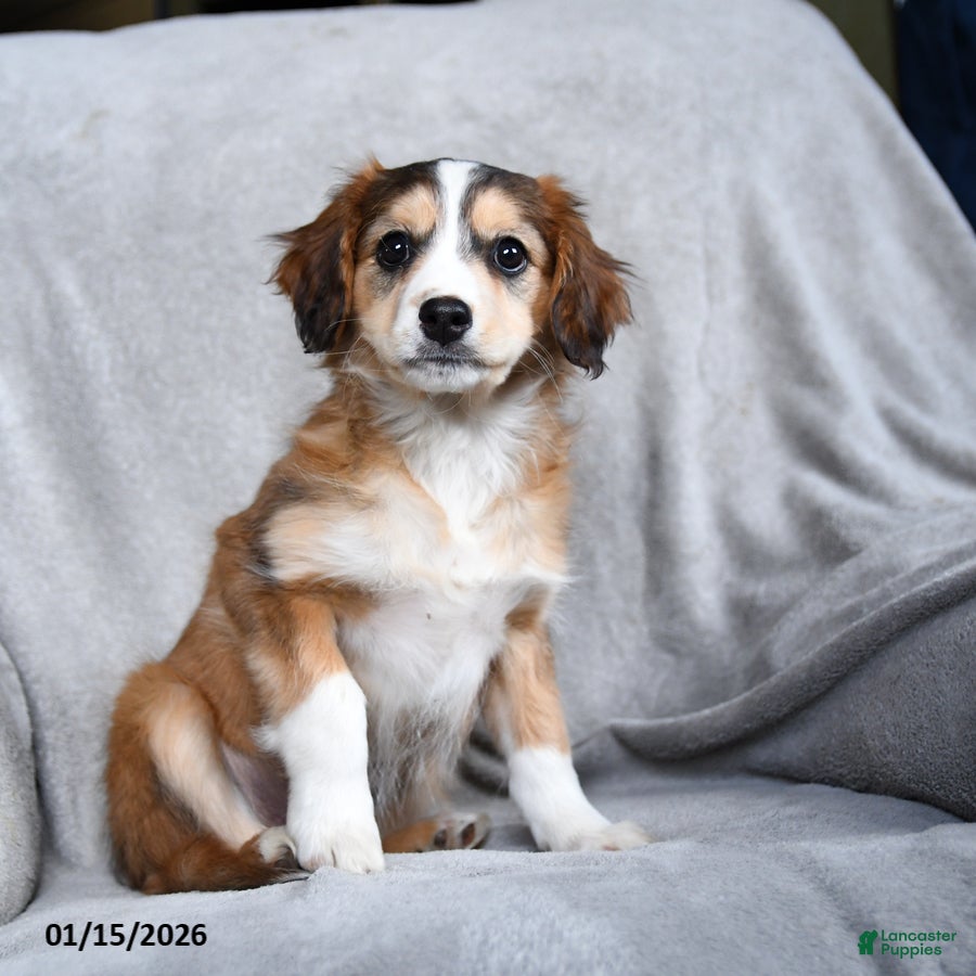 Mixed Breed dogs Blossom - Ad 14