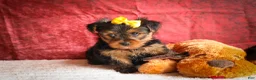 Yorkshire Terrier dogs for sale: DIESEL - Ad 4