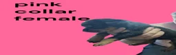 Rottweiler dogs for sale: Rottweiler 3 - Ad 9
