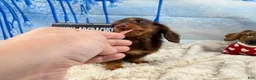 Dachshund dogs for sale: Chocolate mini long coat - Ad 10