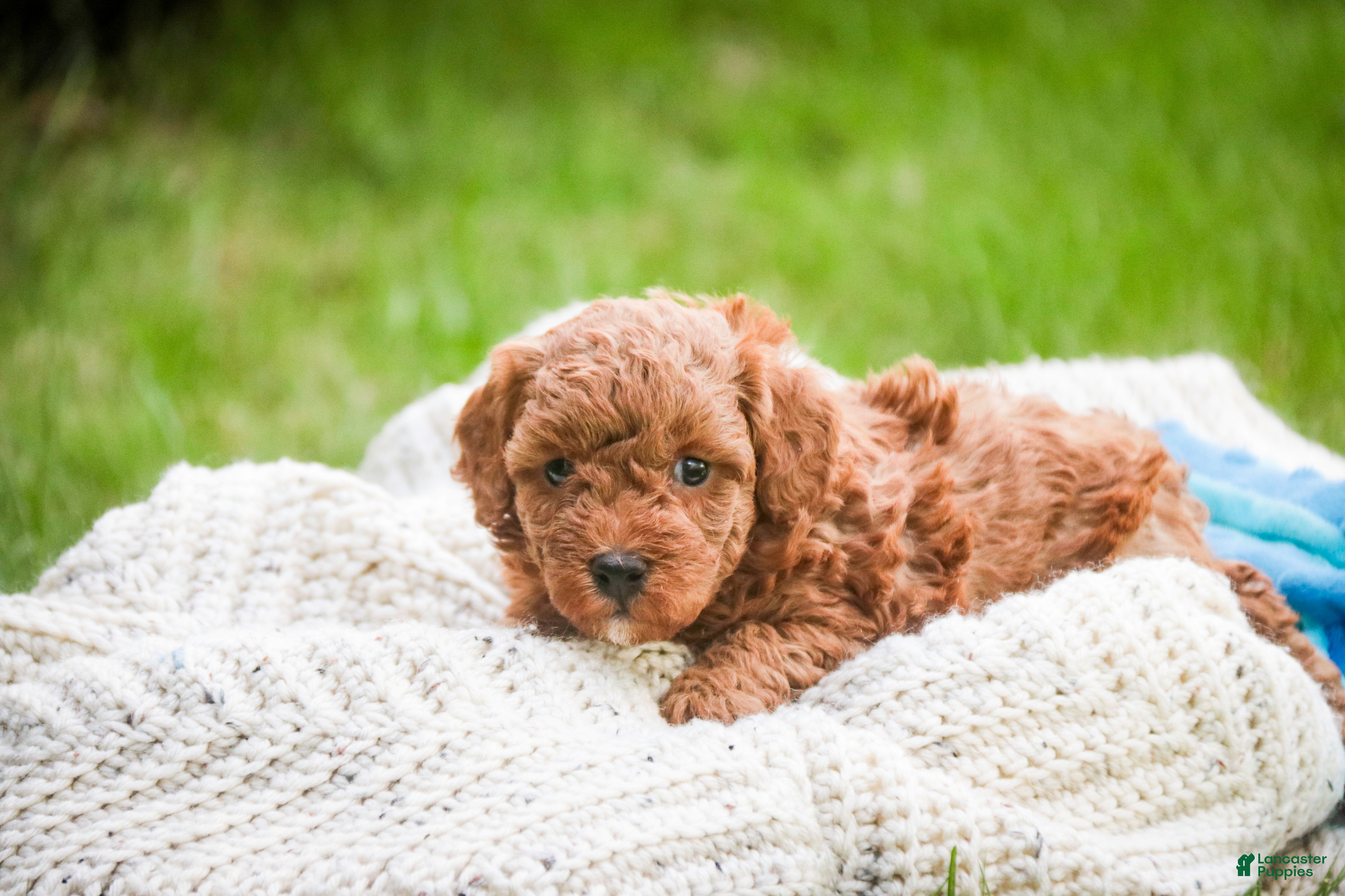 Miniature Poodle dogs Peyton - Ad 2