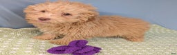 Toy Poodle dogs for sale: Rotini - Ad 3