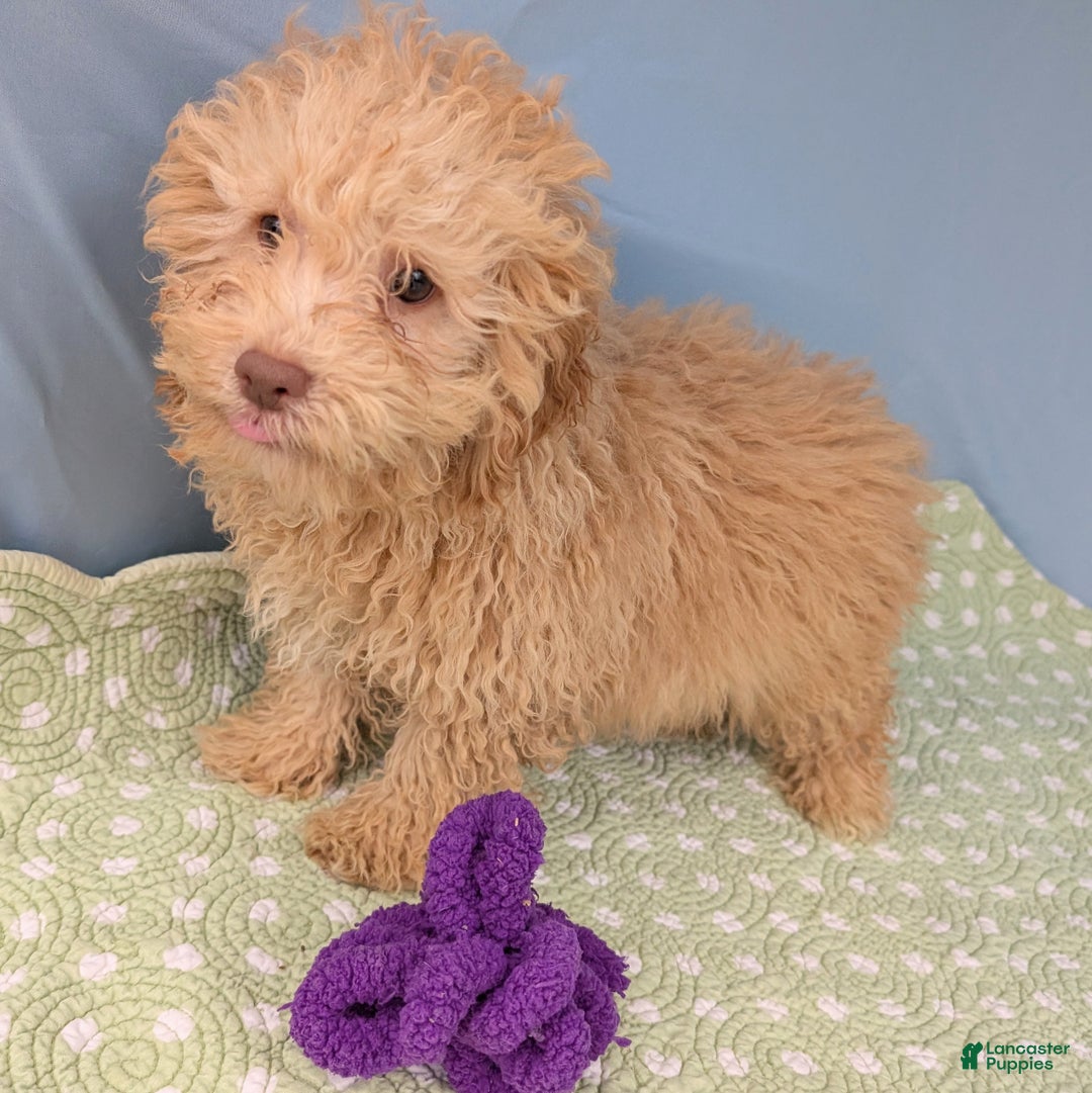 Toy Poodle dogs for sale: Rotini - Ad 3