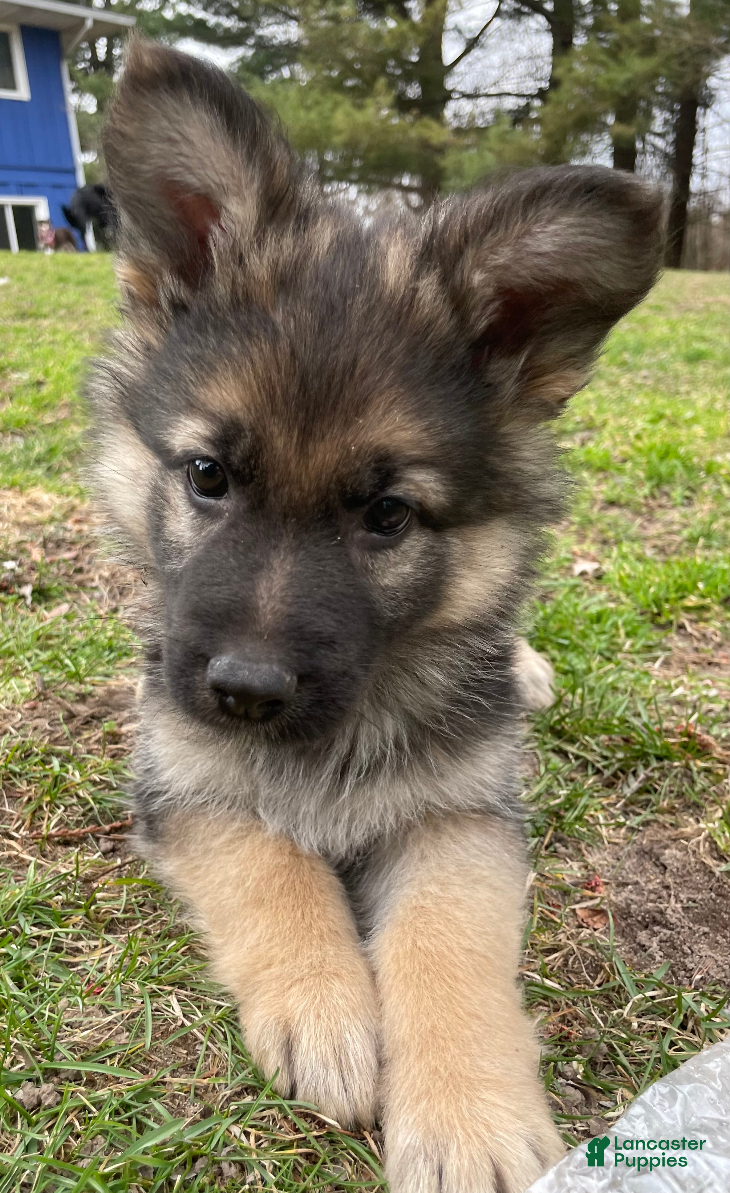 German Shepherd dogs German Shepherd Puppy 5 - Ad 13