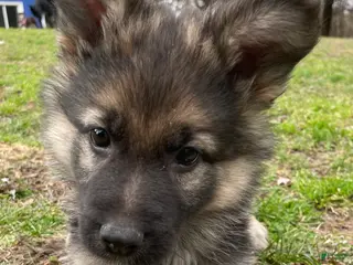 German Shepherd dogs German Shepherd Puppy 5 - Ad 13