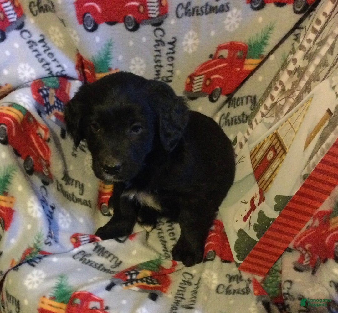 Mixed Breed dogs for sale: Matt - Ad 2