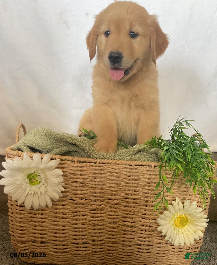 Golden Retriever dogs Jimmy - Ad 1