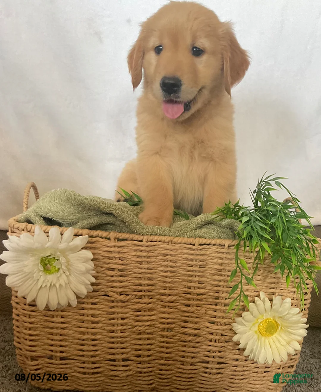 Golden Retriever dogs for sale: Jimmy - Ad 1