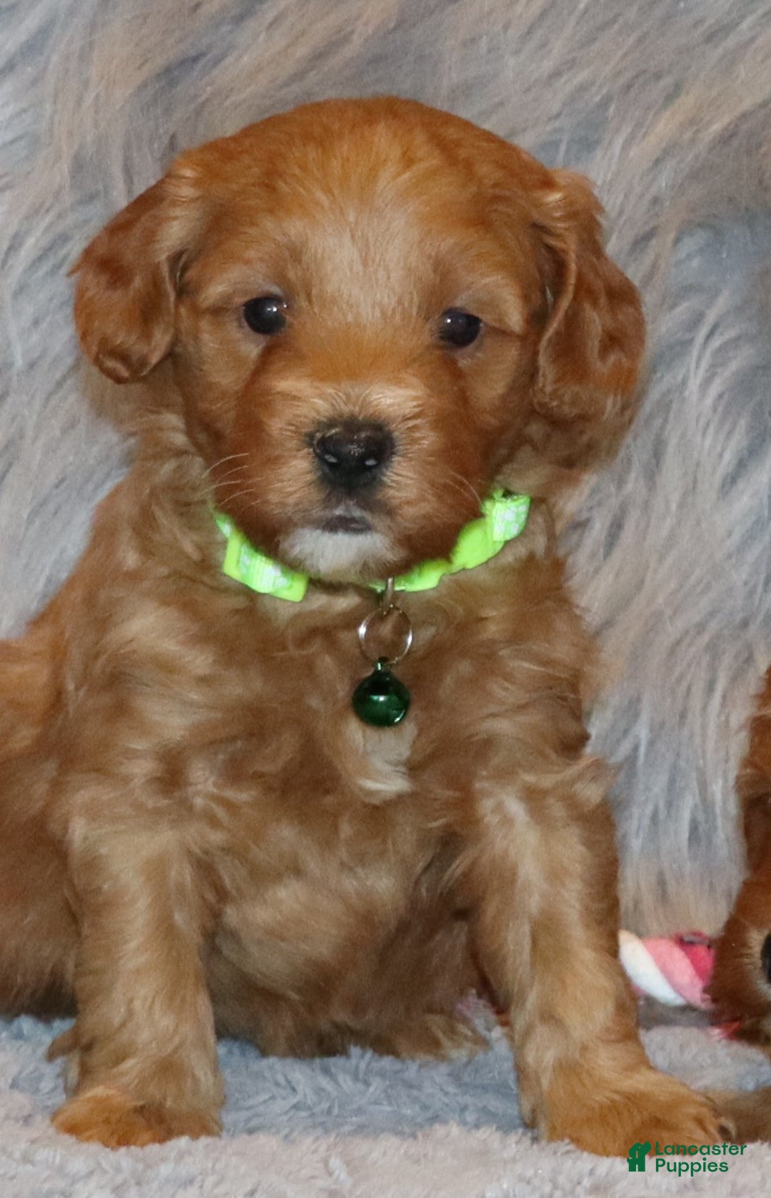 Mini Goldendoodle dogs for sale: Whiskers 🌷👨‍👨‍👧‍👦💞🐕 - Ad 15