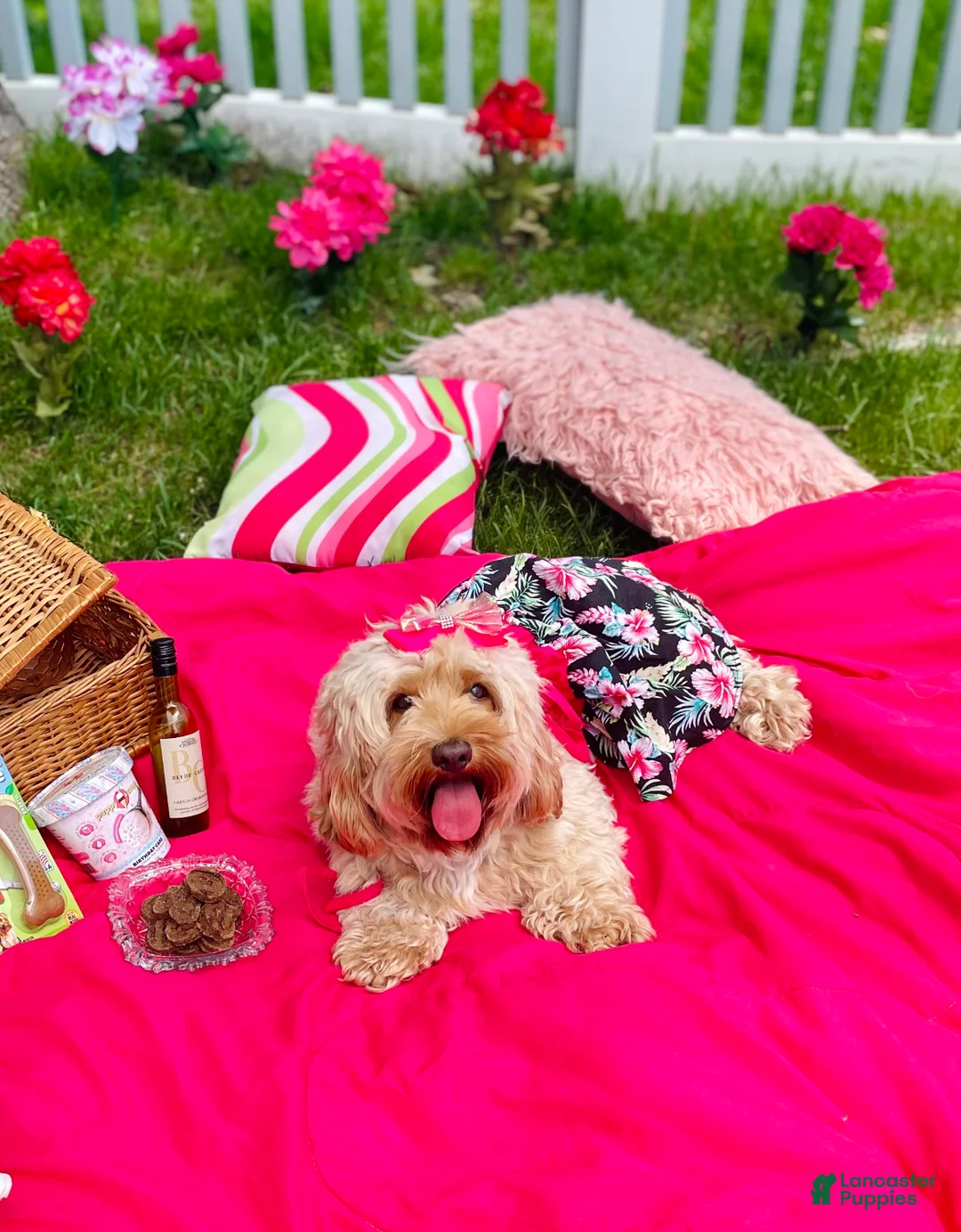 Cockapoo dogs for sale: 🍁 Maple (Red w/ White Markings Hypoallergenic) 🐻 - Ad 8