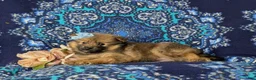 Pomeranian dogs for sale: Breanne - Ad 5