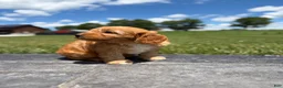 Cavapoo dogs for sale: Tucker - Ad 6