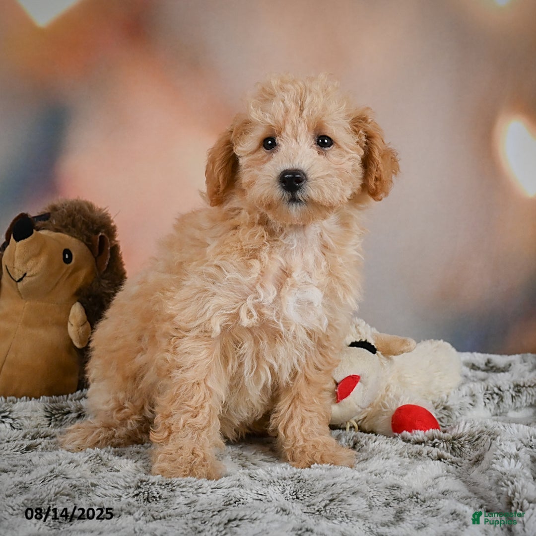 Bichpoo dogs for sale: Jenny - Ad 8