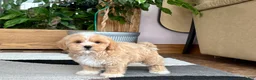 Mixed Breed dogs for sale: Lhatese boy 1 - Ad 8