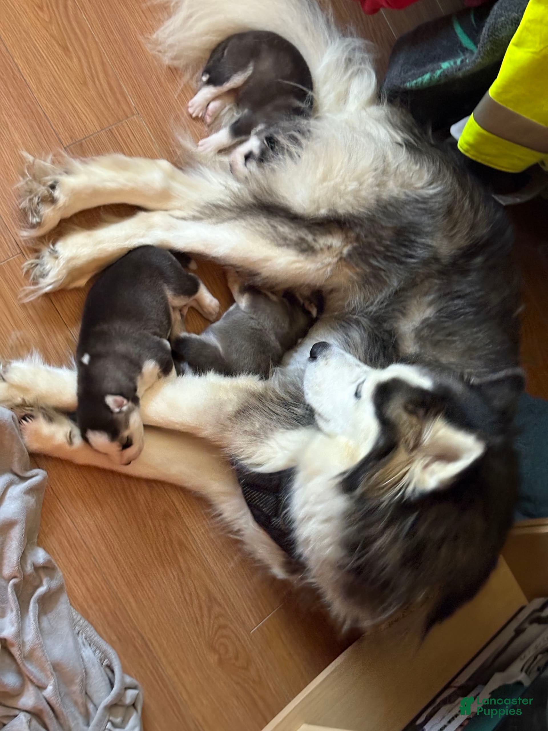 Siberian Husky dogs Izzy - Ad 14