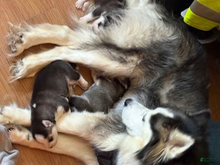 Siberian Husky dogs - Ad 35