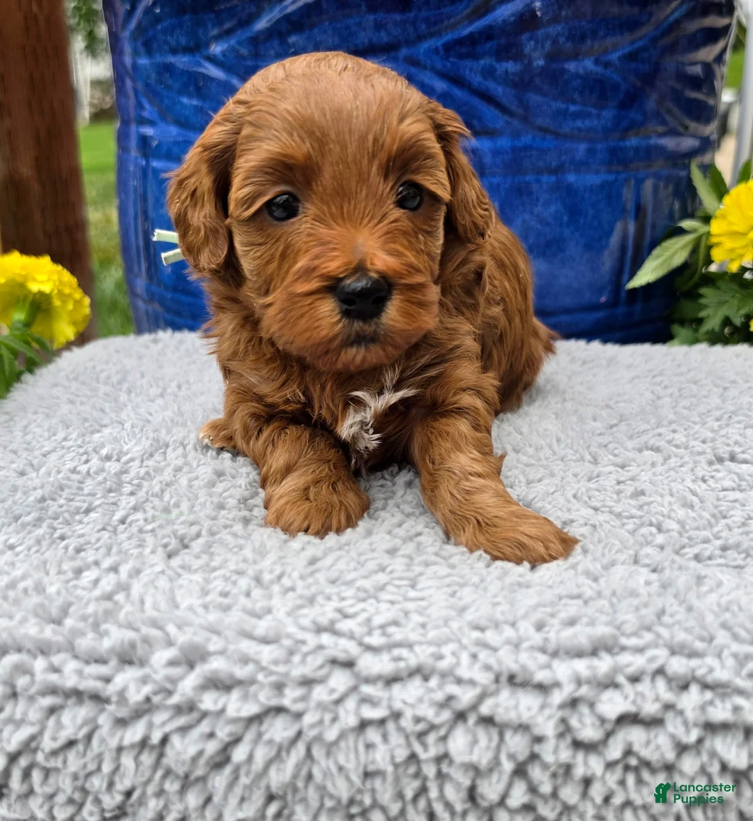 Mini Goldendoodle dogs for sale:  Pisces - Female - Ad 1
