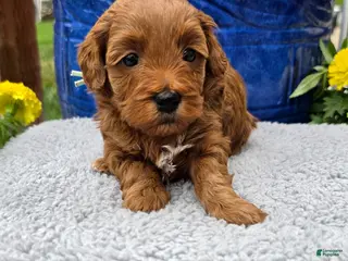 Mini Goldendoodle dogs Pisces - Female - Ad 3